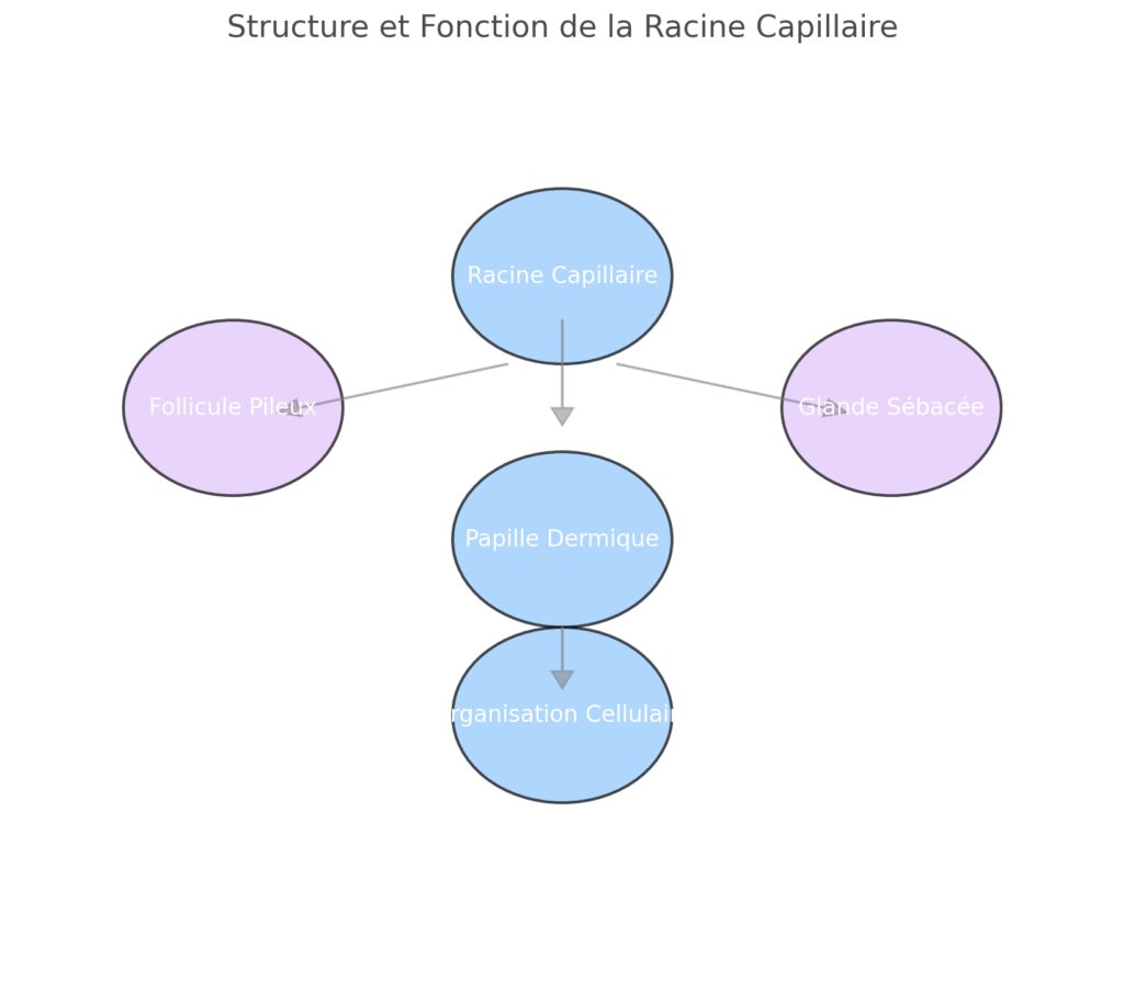 Anatomie et structure de la racine capillaire Anatomie et structure de la racine capillaire