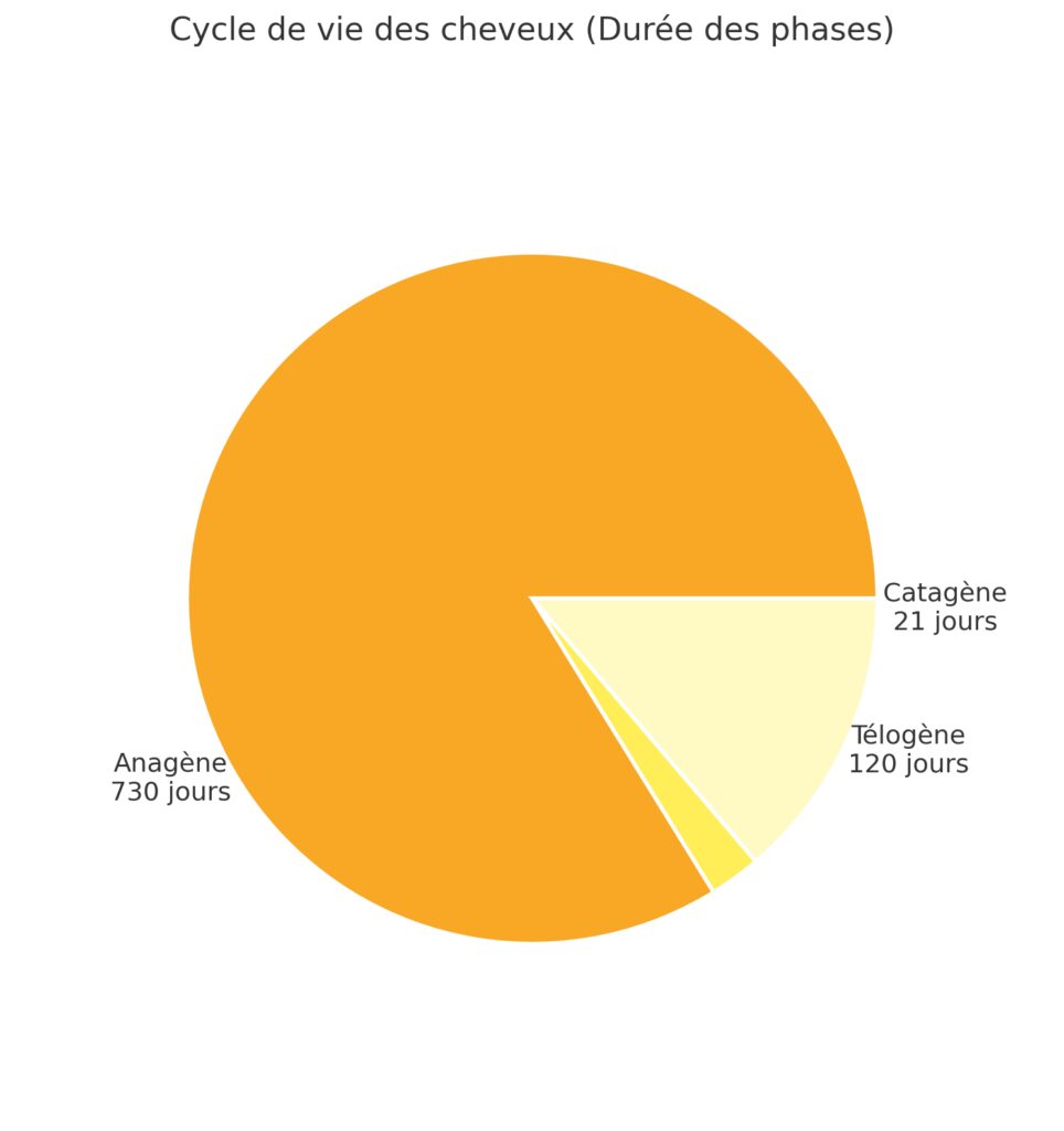 Le cycle de vie et la croissance des racines Le cycle de vie et la croissance des racines